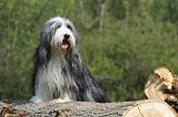 BEARDED COLLIE 140